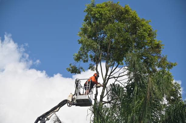 How Our Tree Care Process Works  in  Belleair Beach, FL