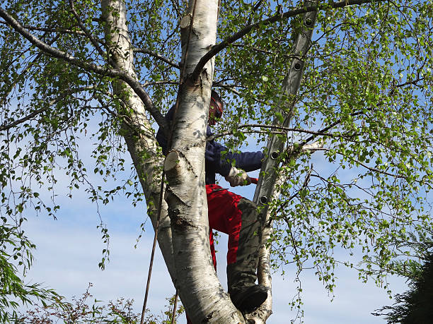 Leaf Removal in Belleair Beach, FL