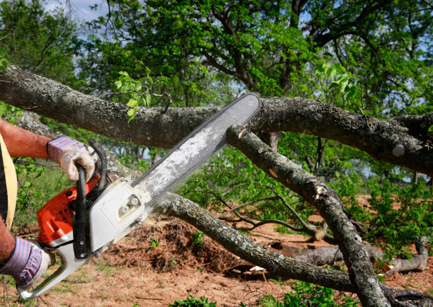 Reliable Belleair Beach, FL Tree Removal Services Solutions